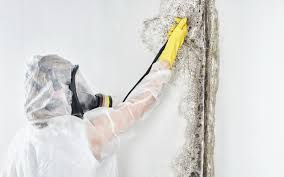 Best Environmental Consulting for Mold Prevention  in Isla Vista, CA